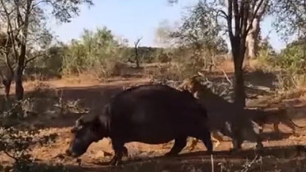 आधा दर्जन से ज्यादा शिकारी