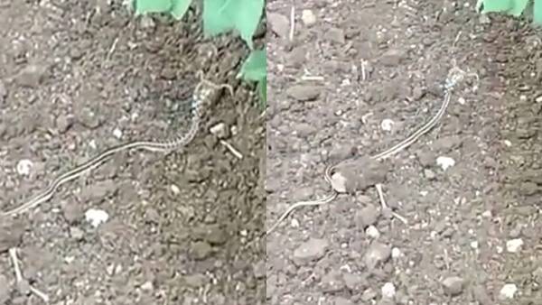 क्या आपने देखा है सींग वाला सांप?