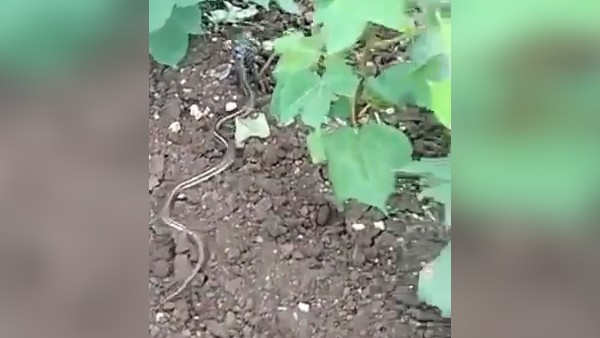 वीडियो वायरल, लोग बता रहे फेक