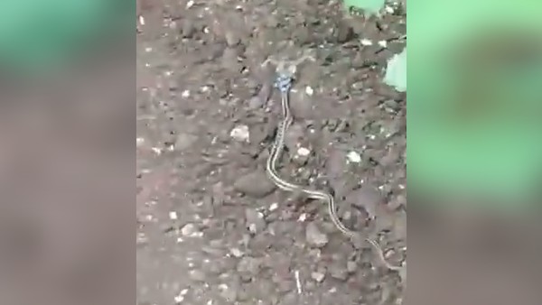 'नेशनल जियोग्राफिक सींग वाला सांप'