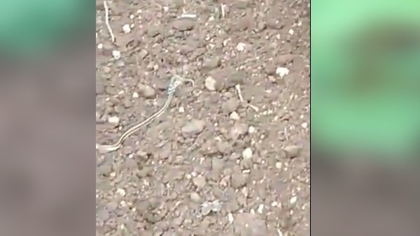 क्या सच में होते हैं ऐसे सांप, जानिए सच्चाई?