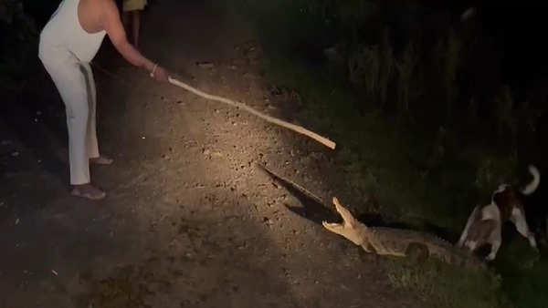 तालाबनुमा गड्ढो में बनाया अपना ठिकाना 