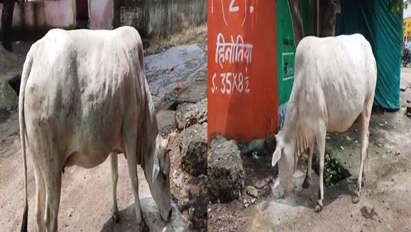 लंपी वायरस केस की लंबी हो रही चेन