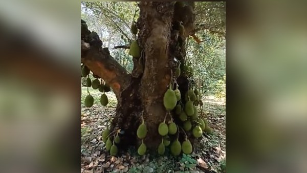 आकर्षण का केंद्र बना कटहल का पेड़
