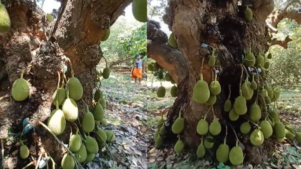आयिरमकाची का मतलब हजार फल देने वाला