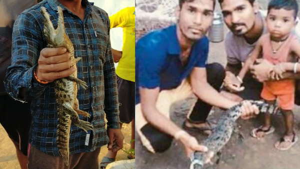 बच्चों के दोस्त बेबी क्रोकोडाइल 