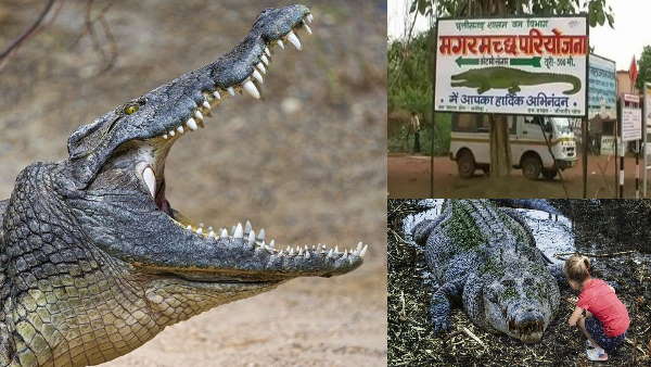रास्ते में मिल जायेगा मगरमच्छ 