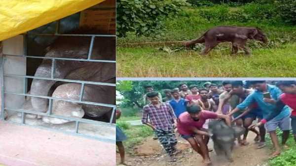 जशपुर में हाथी का बच्चा अपने दल से बिछड़ा जशपुर में हाथी का बच्चा अपने दल से बिछड़ा