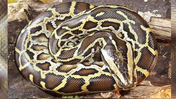 गर्मी से बचाने बनाया नाली को ठिकाना 