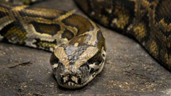 नाली में बैठा था अज़गर 