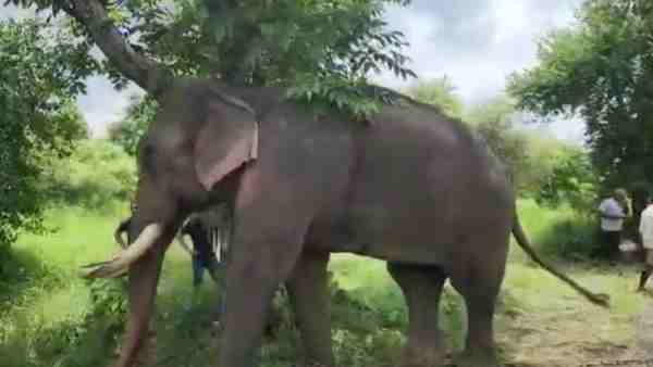 काफी गुस्सैल स्वभाव का है सिद्धनाथ, मार चुका है दो महावत