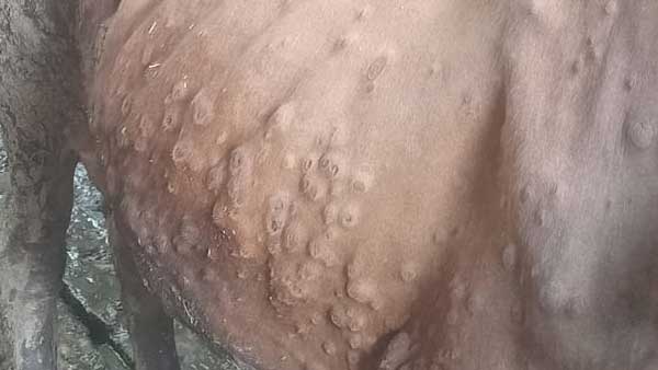 कुछ पशुपालक इसे मान रहे दैवीय प्रकोप