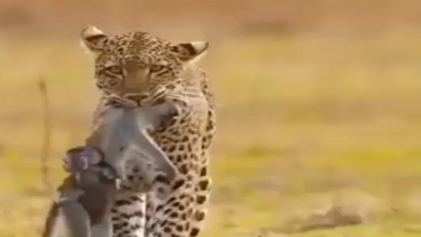 चीता प्रोजेक्ट सफल