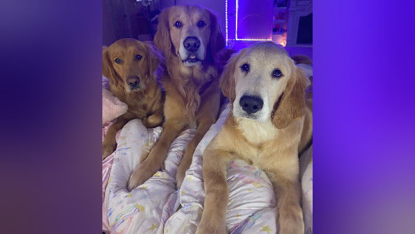 कुत्तों के लिए अलग-अलग बेडरूम 