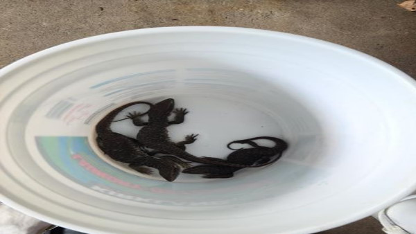 पुलिस ने सोशल मीडिया पर दी जानकारी पुलिस ने सोशल मीडिया पर दी जानकारी