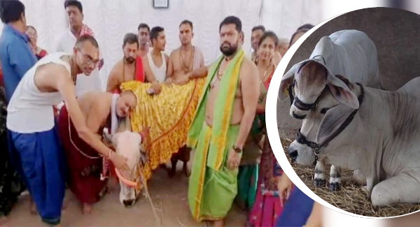 लंपी वायरस का प्रकोप, पशुपालकों में बेबसी
