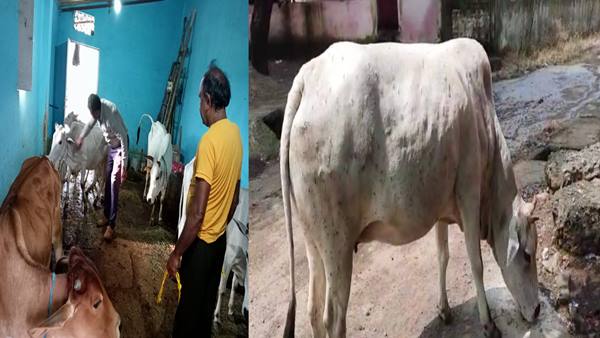 ऊंट के मुंह में जीरे के बराबर 