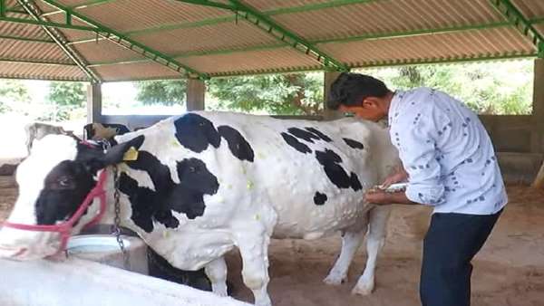 लम्पी वायरस से इस तरह करें बचाव लम्पी वायरस से इस तरह करें बचाव