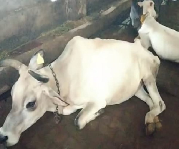 हजारों पशु काल के गाल समा गए
