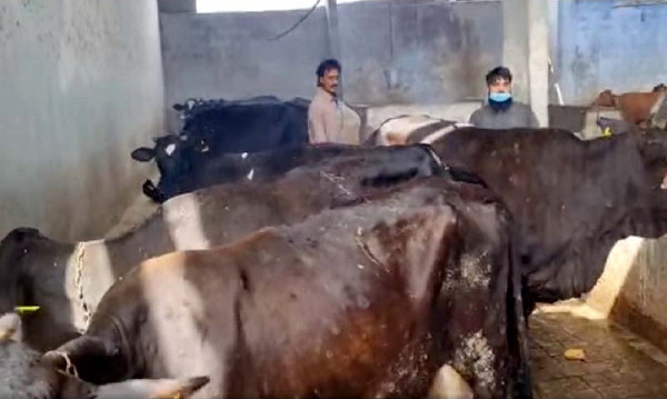पशु तडप-तडपकर मर रहे हैं