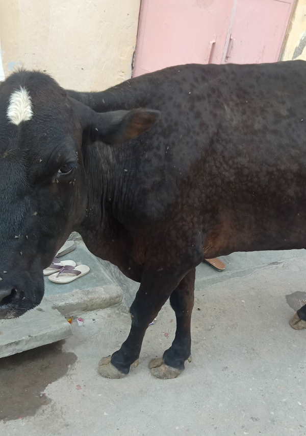 दूध उत्‍पादन तेजी से गिर रहा