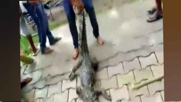 मगरमच्छ देखकर बच्चें दहशत में आ गए मगरमच्छ देखकर बच्चें दहशत में आ गए