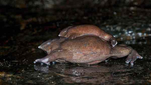 ऐम्फिबीअन किसकी सजा भुगत रहे हैं ?