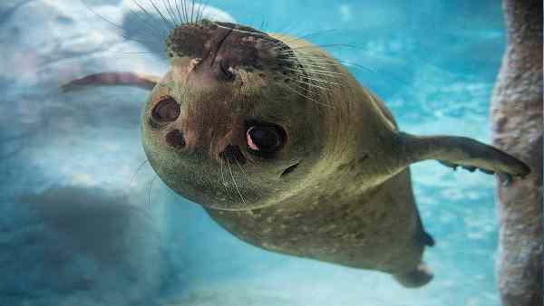 न्यूजीलैंड में पक्षियों की 80 प्रजातियां गायब