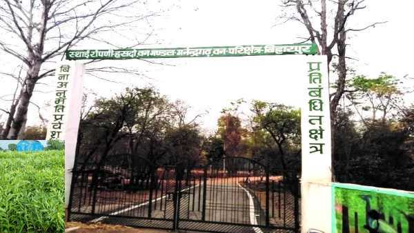 मनेंद्रगढ़ में स्थित है प्रदेश का इकलौता चंदन नर्सरी मनेंद्रगढ़ में स्थित है प्रदेश का इकलौता चंदन नर्सरी