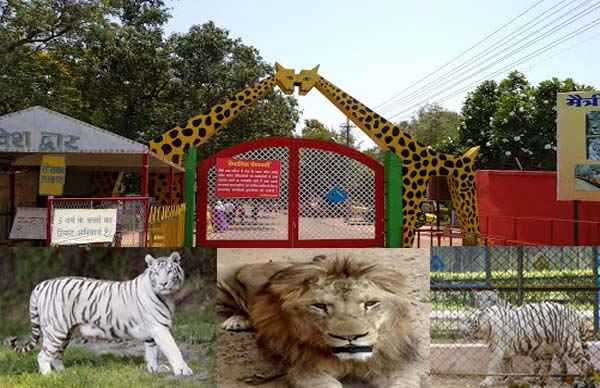 मैत्री बाग में सुनी सफेद बाघ की दहाड़ मैत्री बाग में सुनी सफेद बाघ की दहाड़