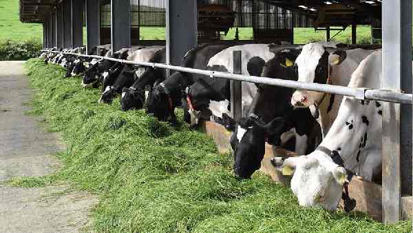 ऑपरेशन फ्लड ने तो कमाल कर दिया