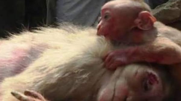 मां के लिए तड़पता नन्हा बंदर मां के लिए तड़पता नन्हा बंदर