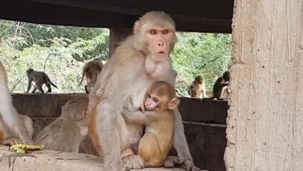 ग्यारह सौ केवी लाइन की चपेट में ग्यारह सौ केवी लाइन की चपेट में