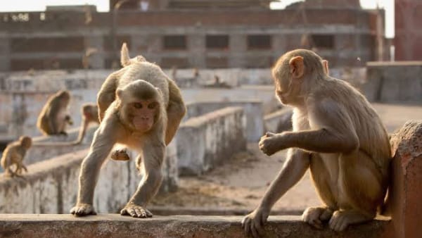 बंदरों के झुंड ने भी दिखाई ममता बंदरों के झुंड ने भी दिखाई ममता