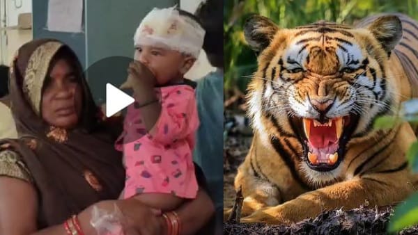 बेटे को बचाने के लिए जब बाघ से भिड़ मां बेटे को बचाने के लिए जब बाघ से भिड़ मां