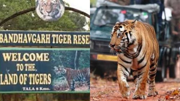 खेत में ही दुबक गया था बाघ खेत में ही दुबक गया था बाघ