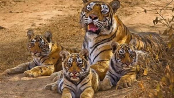 भारतीय और विदेशी पर्यटकों को इतनी फीस करनी होगी पे