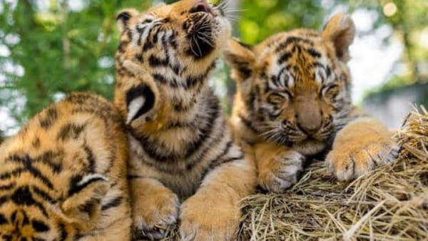 पास 10 लोगों के नाम से जारी होगा