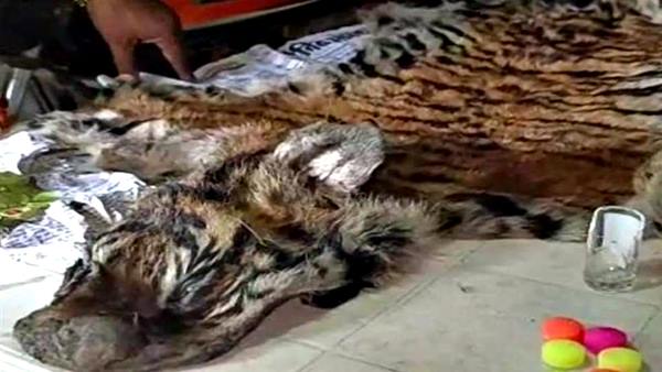 कान्हा नेशनल पार्क से लगे फॉरेस्ट एरिया में मिली खाल 