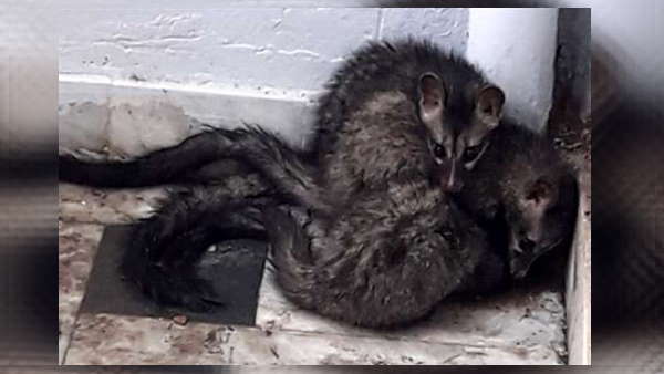 छोटे बच्चो को ना छोड़े अकेले, नवजातों और बच्चों को बनाता है शिकार 