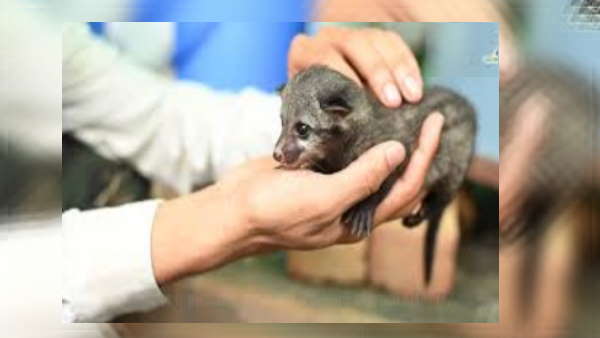 कबर बिज्जू है संरक्षित प्राणी 