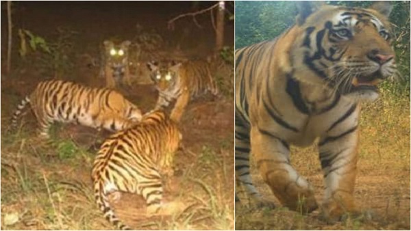 नौरादेही में पहले दो शावक दिखे थे, अब चारों एक साथ दिखे नौरादेही में पहले दो शावक दिखे थे, अब चारों एक साथ दिखे