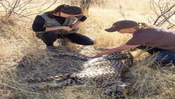 भारत आने वाले चीतों में दो सगे भाई शामिल