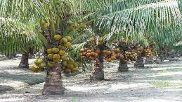 खेती को मिल रहा बढ़ावा