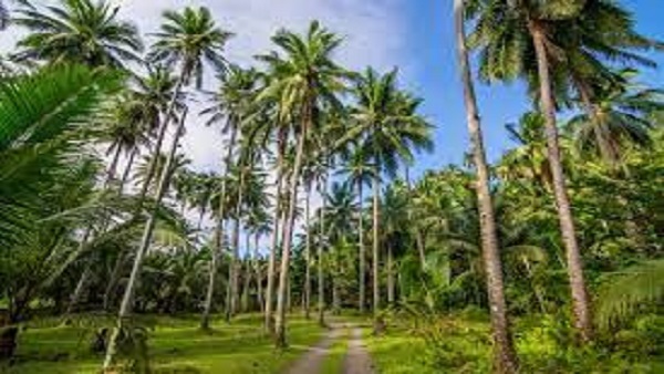 विश्व नारियल दिवस 2022 की थीम 