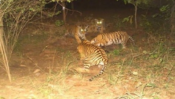 बाघिन राधा और उसकी बेटी एन-12 के मिलाकर 6 शावक हैं बाघिन राधा और उसकी बेटी एन-12 के मिलाकर 6 शावक हैं