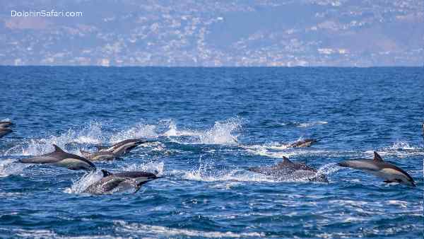 कैसे समुद्री जीवन को जीवंत बनाती है ऑक्सीजन ?
