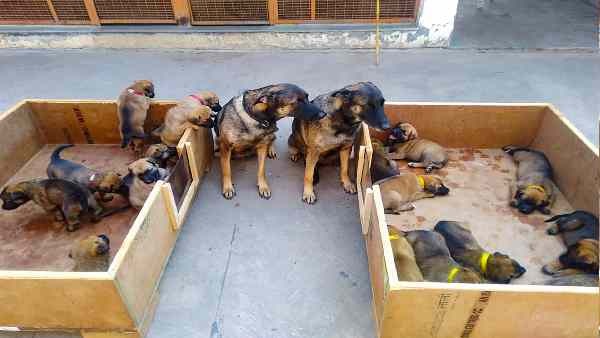 जानवरों की ये बीमारियां आसानी से मनुष्यों में प्रवेश करती हैं