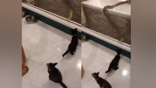 अजगर का पालतू बिल्‍ली से हो गया आमना-सामना 