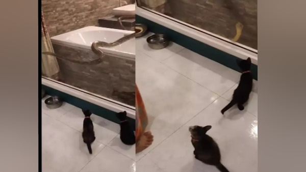 अजगर बिल्‍ली और परिवार के सदस्‍यों को घूरता रहा 